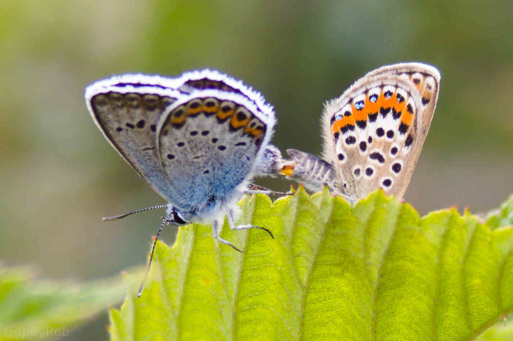 Regte Heide, hoe&nbsp;mooi