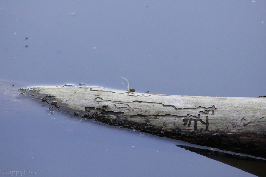 Nieuwe lens, Wandelbos