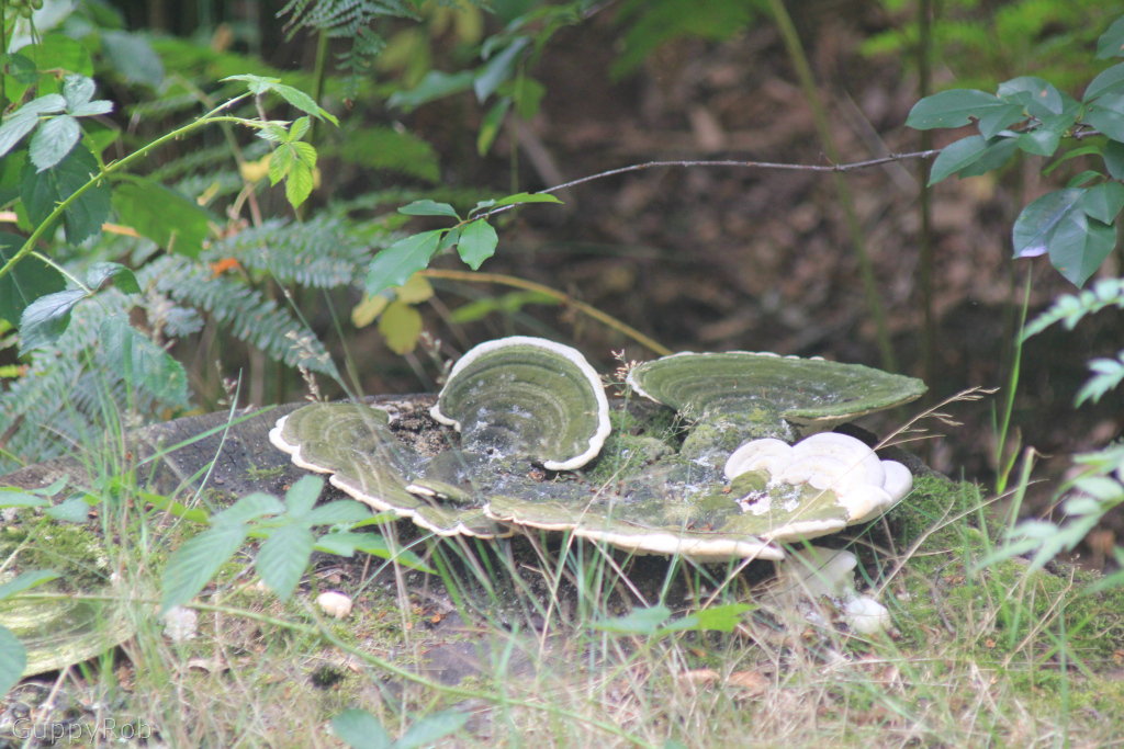 Oude warande, Tilburg